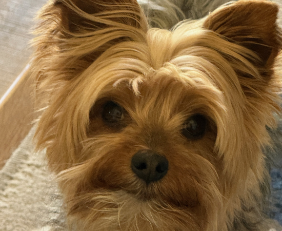 Headshot of Coco 